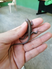 Pholidoscelis chrysolaemus