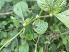 Camponotus rufoglaucus