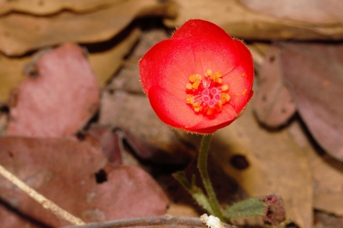 Hibiscus image