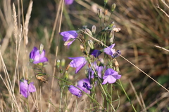 Campanula rotundifolia