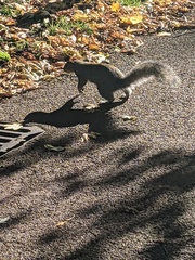 Sciurus carolinensis