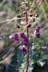 Verbascum phoeniceum