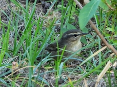 Phylloscopus fuscatus