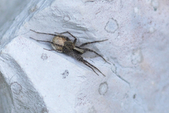 Pardosa lugubris