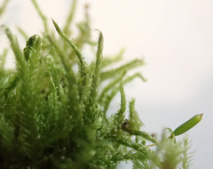 Hypnum cupressiforme