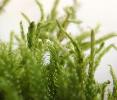 Hypnum cupressiforme