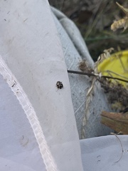Coccinula quatuordecimpustulata