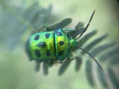 Chrysocoris purpureus