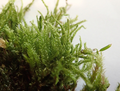 Hypnum cupressiforme