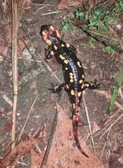 Salamandra salamandra gallaica