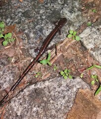 Chioglossa lusitanica