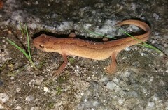 Lissotriton helveticus