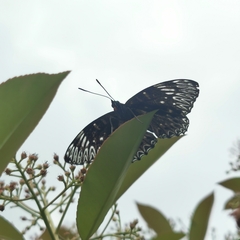 Dichorragia nesimachus