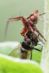 Anthomyia