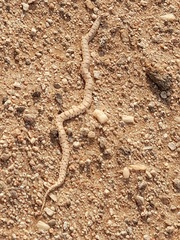 Dipsina multimaculata