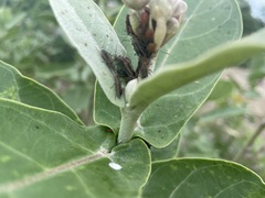 Arocatus sericans species-group