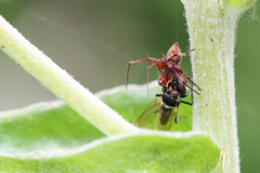 Anthomyia