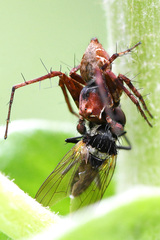 Anthomyia