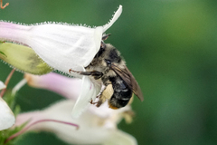 Anthophora terminalis