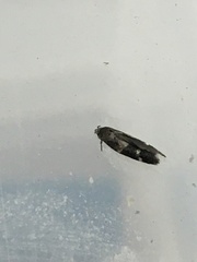 Mompha subbistrigella