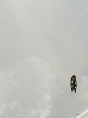 Mompha subbistrigella