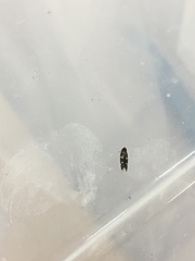 Mompha subbistrigella