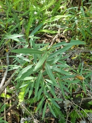 Cryptocarya angustifolia