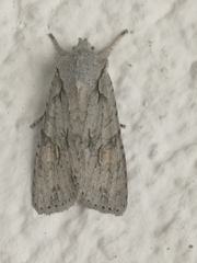 Lithophane ornitopus