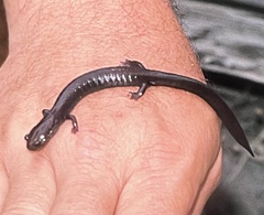 Plethodon elongatus