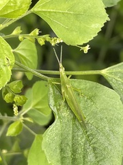 Atractomorpha sinensis