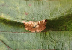 Phyllonorycter nicellii