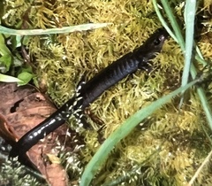 Plethodon elongatus