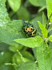 Chrysocoris purpureus