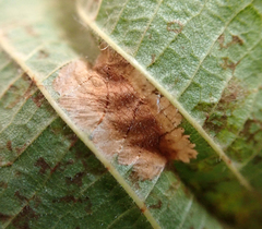 Phyllonorycter nicellii