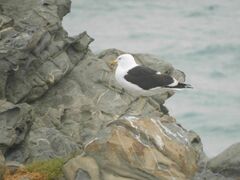 Larus dominicanus vetula