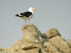 Larus dominicanus vetula