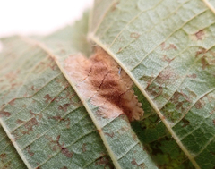 Phyllonorycter nicellii