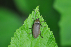 Dascillus cervinus