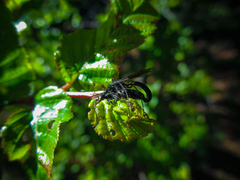Elaphroptera