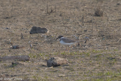 Charadrius placidus