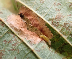 Phyllonorycter nicellii