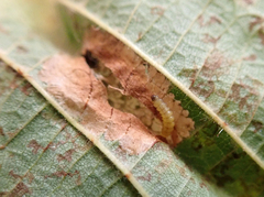 Phyllonorycter nicellii