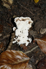 Abortiporus