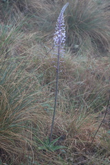 Merwilla plumbea