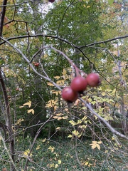 Malus coronaria