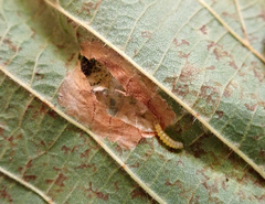 Phyllonorycter nicellii