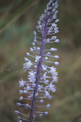 Merwilla plumbea