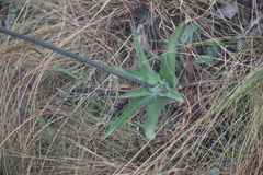 Merwilla plumbea