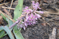 Ledebouria cooperi