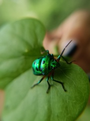 Chrysocoris purpureus